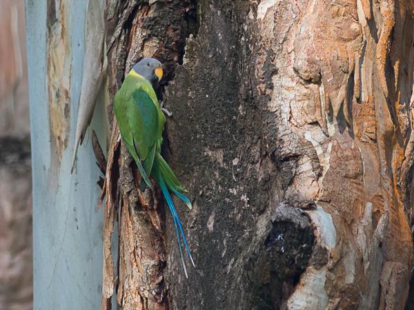 <h3><a href="/trips/srilanka/biota/animalia/chordata/aves/027 psittaciformes/003 psittacidae/psittacula cyanocephala/psittacula cyanocephala-nl.html">Psittacula&nbsp;cyanocephala</a> / Plum‑headed&nbsp;parakeet / Pruimkopparkiet</h3>NIKON D500 met AF-S Nikkor 300mm f/2.8G IF-ED VR II, 1/1250 sec  bij F4.0, ISO 250, afstand 29.8&nbsp;m